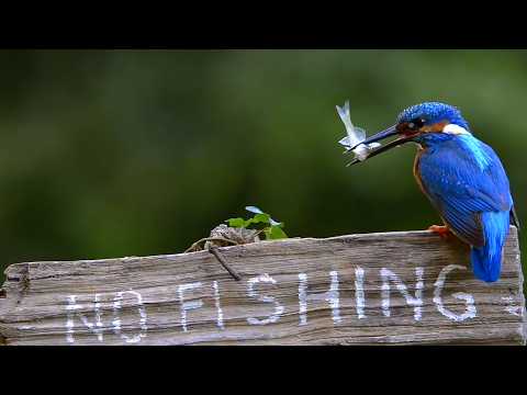 Vidéos hilarantes d'oiseaux ! 🦜 | best funny birds