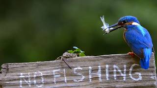 Miniature vidéo