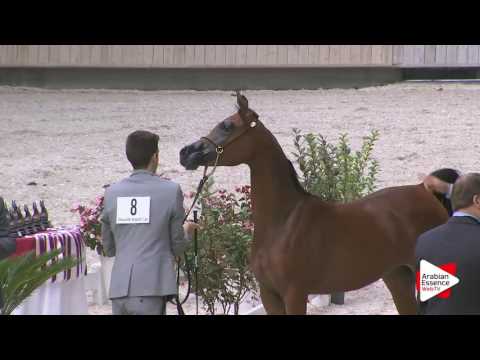 Deauville Arabian Cup 2016 - Class 1B