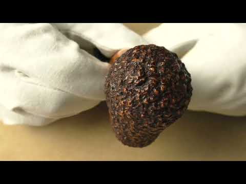 Ser Jacopo R1 - pipe 2174