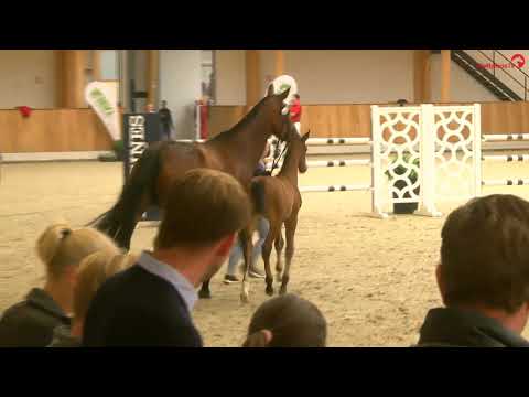 Hengstfohlen v. Chubakko-Balous Bellini