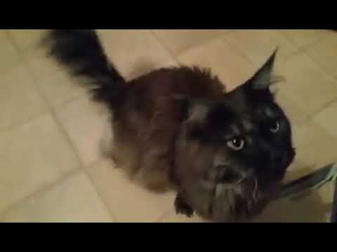 In Erinnerung an meine Sternenkatzen Merlin und Selim 🖤🌈