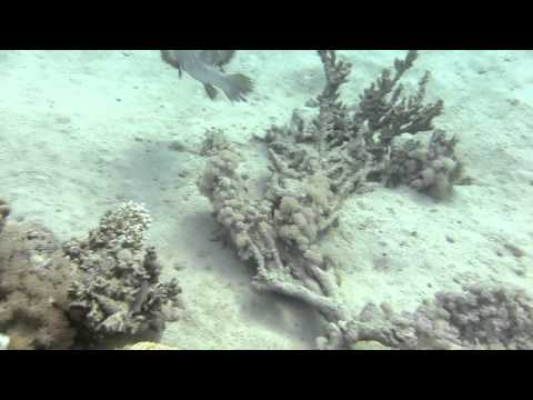 Wadi Lahami Fury Shoals 12-2011 092.MOV