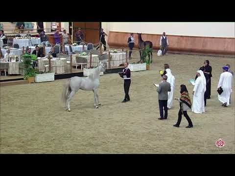 N 229 SHAMAN AL NASSER   22nd Qatar National 2019   Yearling Colts Class 6B