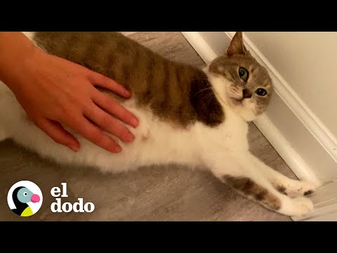 Mom cat does the cutest thing while giving birth | Cat Crazy | The Dodo