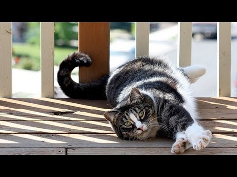 How to Care for American Shorthair Cats - Getting Proper Veterinary Care
