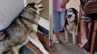 Husky Collapses with Excitement When Best Friend Arrives