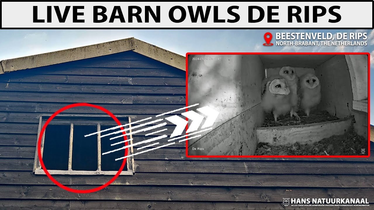 Live webcam view of Barn Owl Nest Cam De Rips