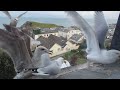 Mayhem At Feeding Time Seagull TV EP 35