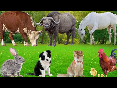 Farm Animal Sounds: Chicken, Goose, Horse, Dog, Cow, Sheep, Pig, Buffalo, Cat – Animal Video