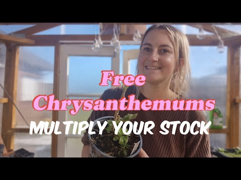 How to take Chrysanthemum cuttings 🌱 Free plants! 