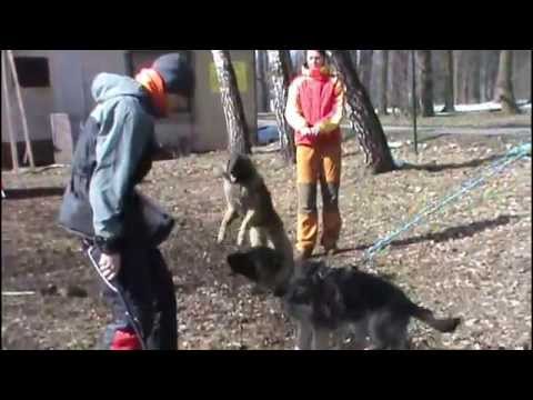 Emmi Vikar - obedience, protection