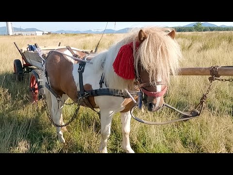 Armăsar 2 ani jumate  Alex Iorio de la Satu Mare 2021