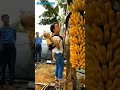 Inovasi Perkebunan Buah Buahan
