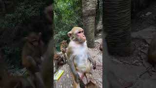 Este Pobre Mono Se Puso Triste 😱