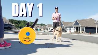 How to Easily START E-Collar Training your Dog (2026)