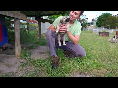 Kangal Australia