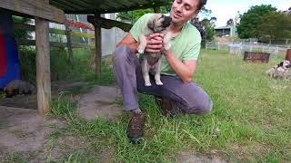 Kangal PUPPIES in Australia