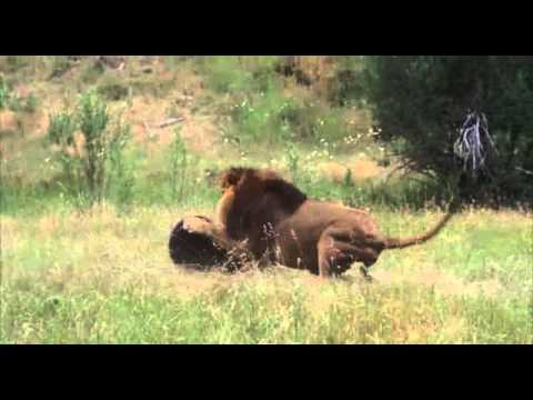 Male Lion vs Bear