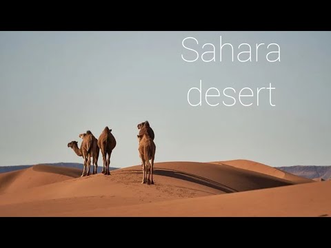 Beautiful view of the Sahara Desert...#AQSARA