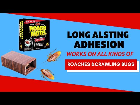 Black Flag Roach Motel - Is it Really Effective Against Cockroaches & Bugs?