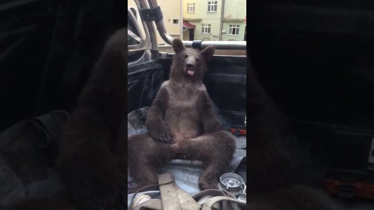 Fazla bal yiyen ayı kendinden geçti