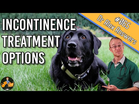 The Best Way to Treat Dog Incontinence + Stop Urine Leakage! - Dog Health Vet Advice