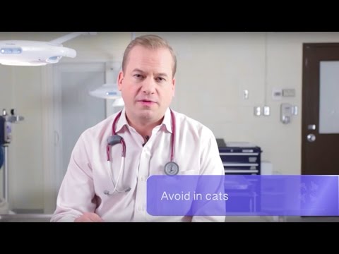 YouTube video about: Can dogs have promethazine?