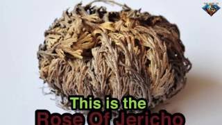 What Is The Resurrection Plant