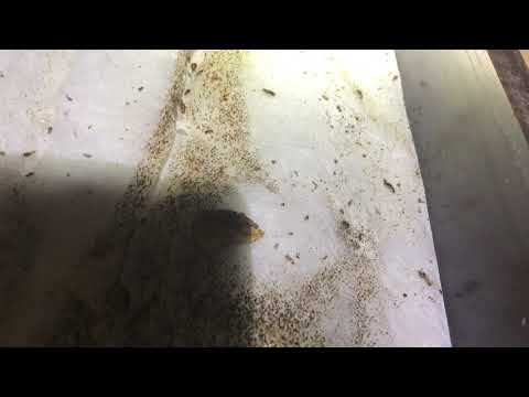 Abandoned Unit Littered with Cockroaches in Neptune, NJ