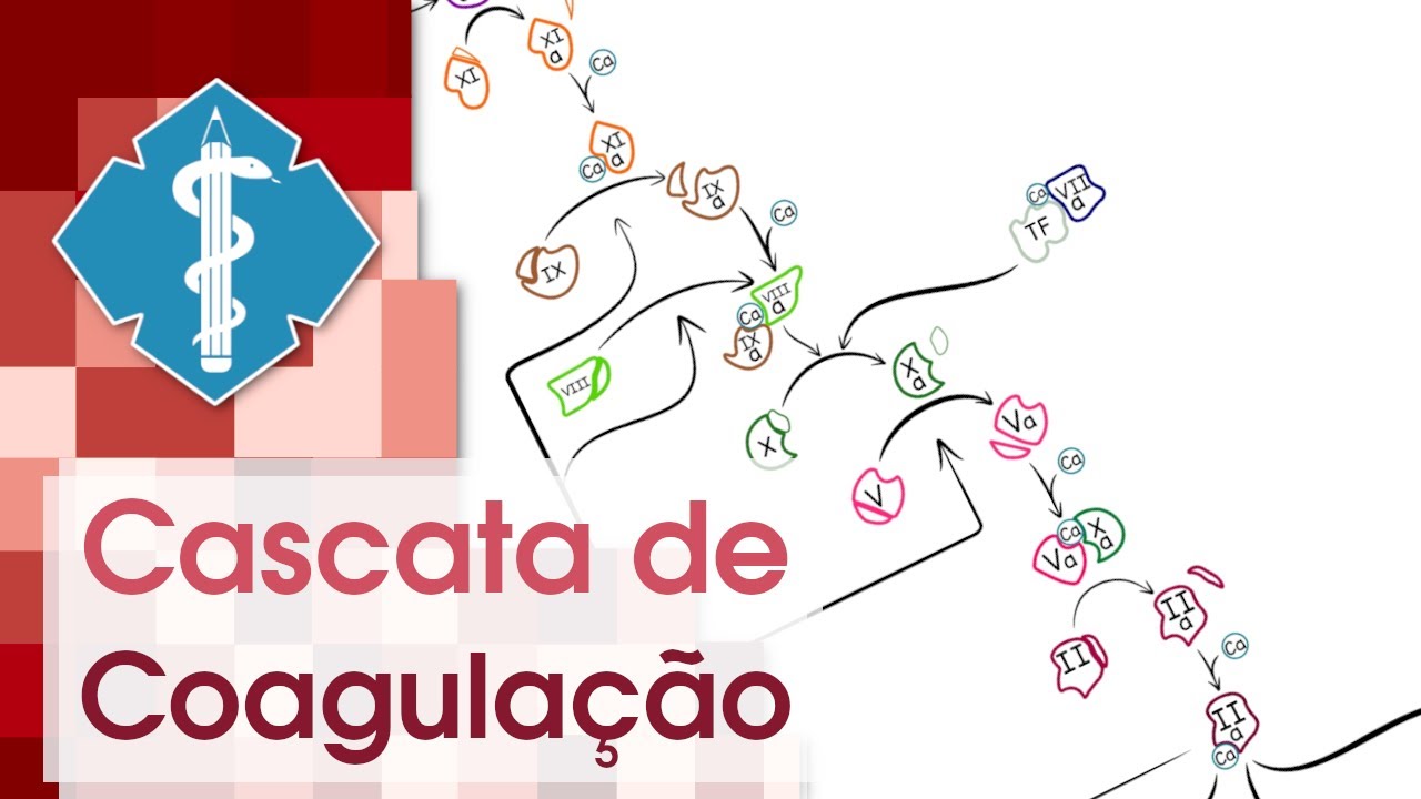 Cascata da Coagulação Sanguínea ou Hemostasia Secundária | Material para Estudo