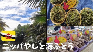 ブルネイでニッパやしクルーズと海ぶどう見つけたよ!の巻