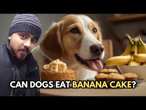 🍌 Can Dogs Eat Banana Cake? 🐶 | Safe Treats for Your Furry Friend Explained!