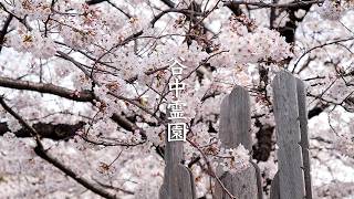 Yanaka Cemetery Cherry Blossoms video preview