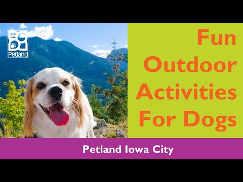 Fun Products For Active Pets