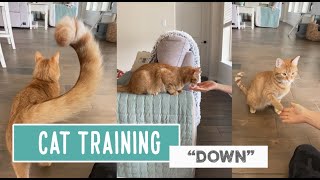 Cat Training -- Down