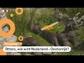 Deze dieren voorspellen het EK-voetbal
