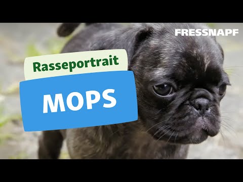 Rasseportrait: Mops