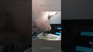 Are Pigs Smarter Than Dogs?