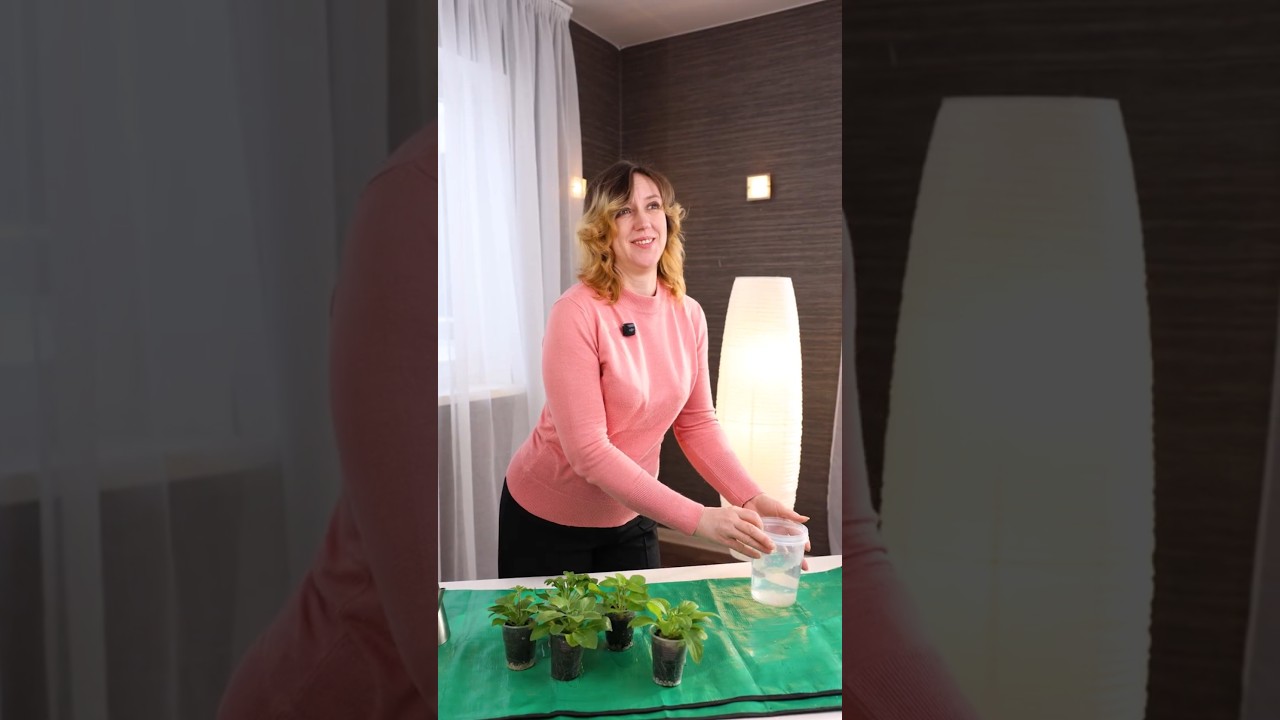 Никаких больше мошек в грунте, а рассада крепкая и здоровая! Как избавиться от вредителей