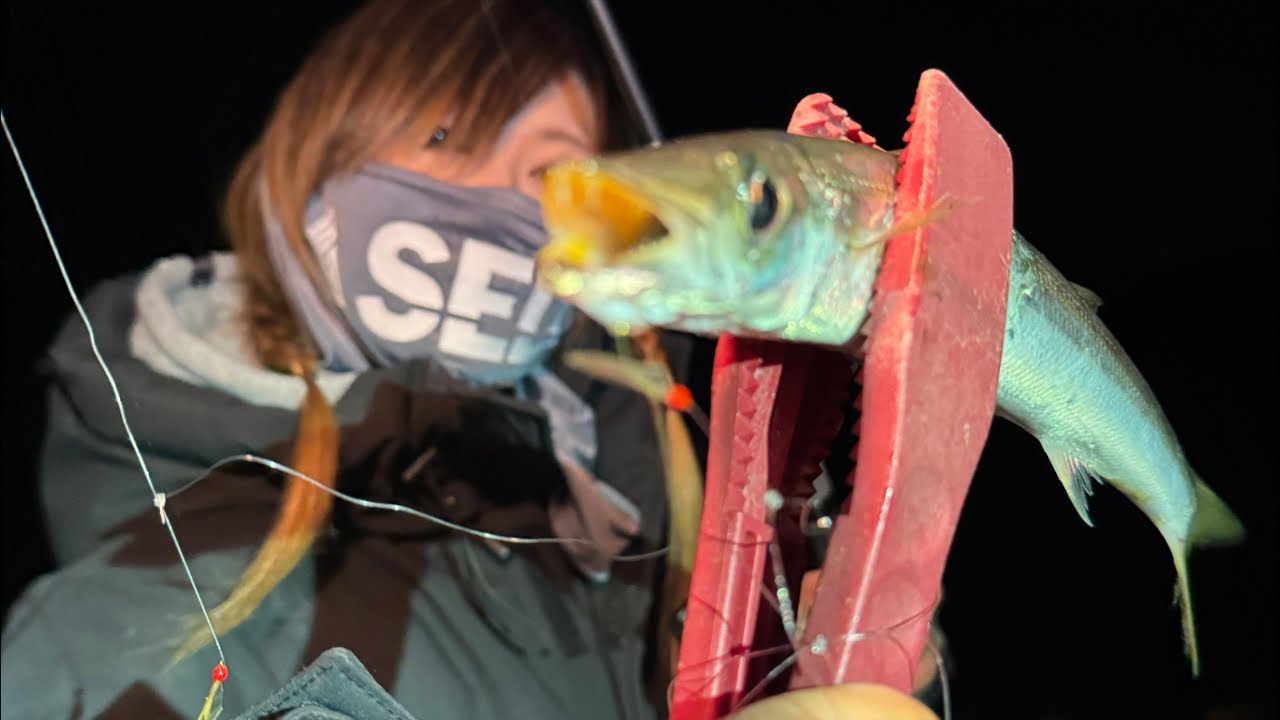 カマス釣り  和歌山