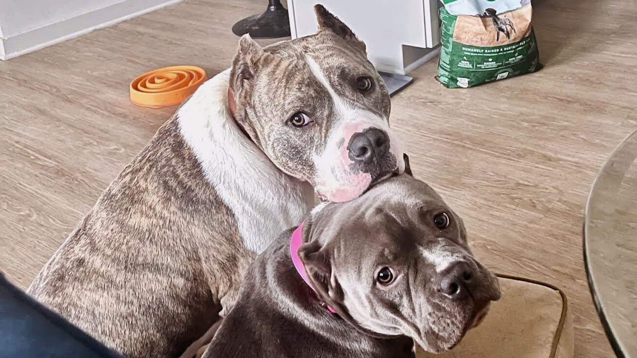 One Dog’s Love Helped Her Overcome a Life of Fear.