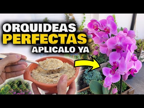 , title : '¡MILES de FLORES de ORQUIDEAS! Fertilizante y Abono Casero para Floración de Plantas de Orquídeas'