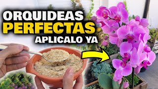 ¡MILES de FLORES de ORQUIDEAS! Fertilizante y Abono Casero para Floración de Plantas de Orquídeas