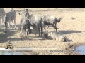 Very Clever Warthog Scoops And Throw Sand At Wildebeest To Get Food