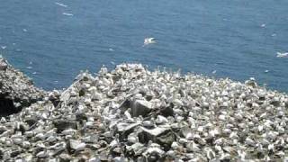 preview picture of video 'Cape St. Mary's Ecological Reserve - Part 5 of 5'