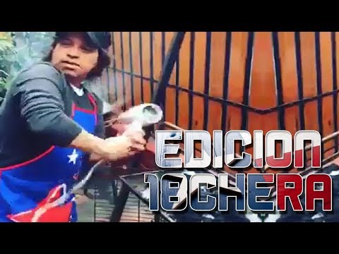 Solo pasa en Chile Edición Dieciochera || Elchileno2.0