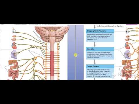Glossopharyngeal intro 1