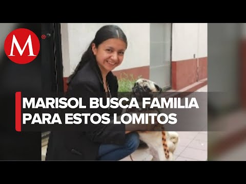 La historia de Marisol, heroína de rescatar perros callejeros | Solo por ayudar