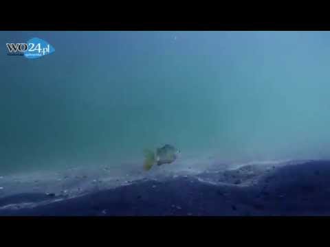 Jezioro Pluszne Wielkie - Ryby w jeziorze